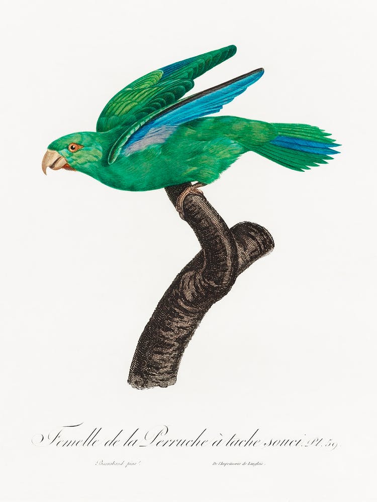 Marigold Parakeet, Female From Natural History Of Parrots, Francois Levaillant