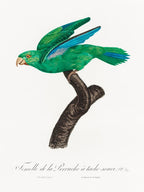 Marigold Parakeet, Female From Natural History Of Parrots, Francois Levaillant