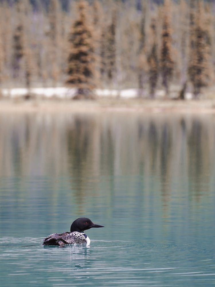 Duck In Blue Lake