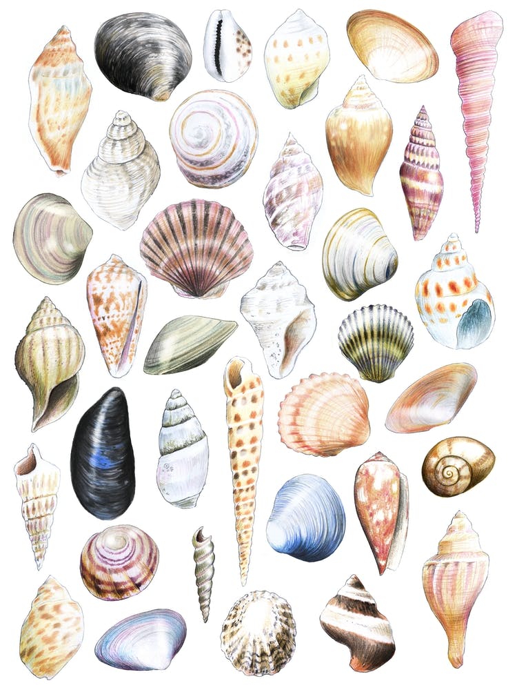 Shells