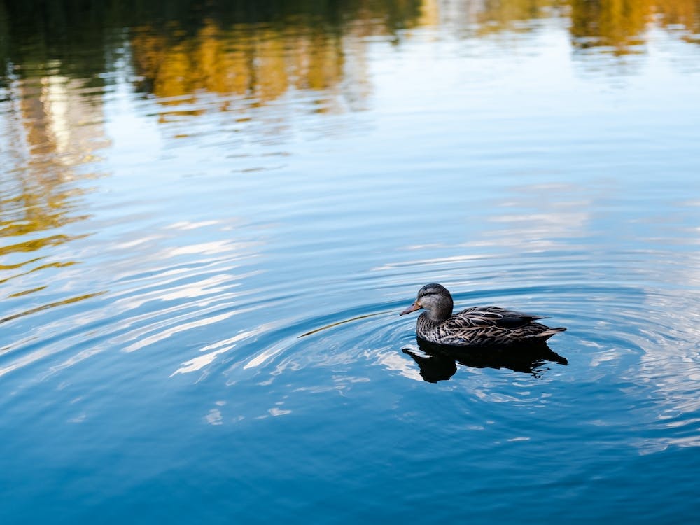 Duck In A Pond