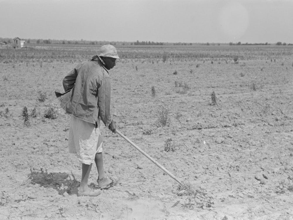 Untitled Photo, Possibly Related To New Madrid County, Missouri, Sharecropper S Wife Chopping Cotton