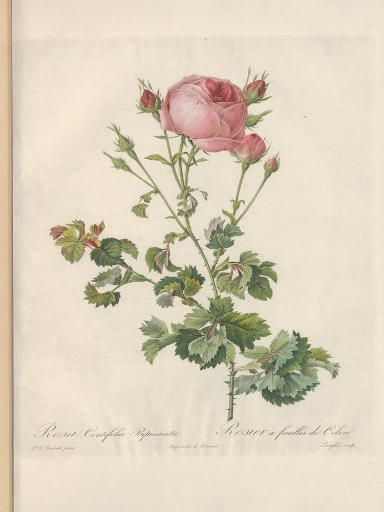 Rose Illustration, Pierre Joseph Redoute (61)