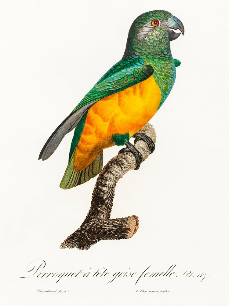 Senegal Parrot From Natural History Of Parrots, Francois Levaillant 1