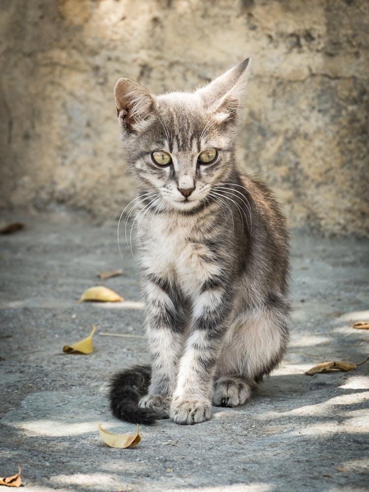 Little Greek Kitten 1 of 3 // Cat - Animal  Photography