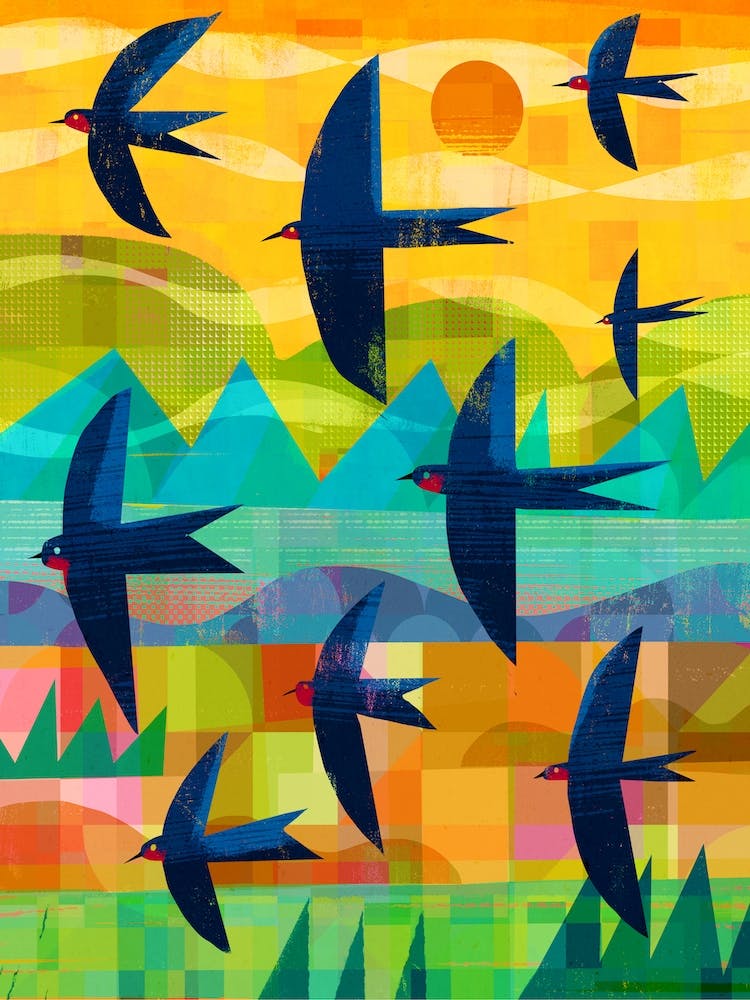 Swallows