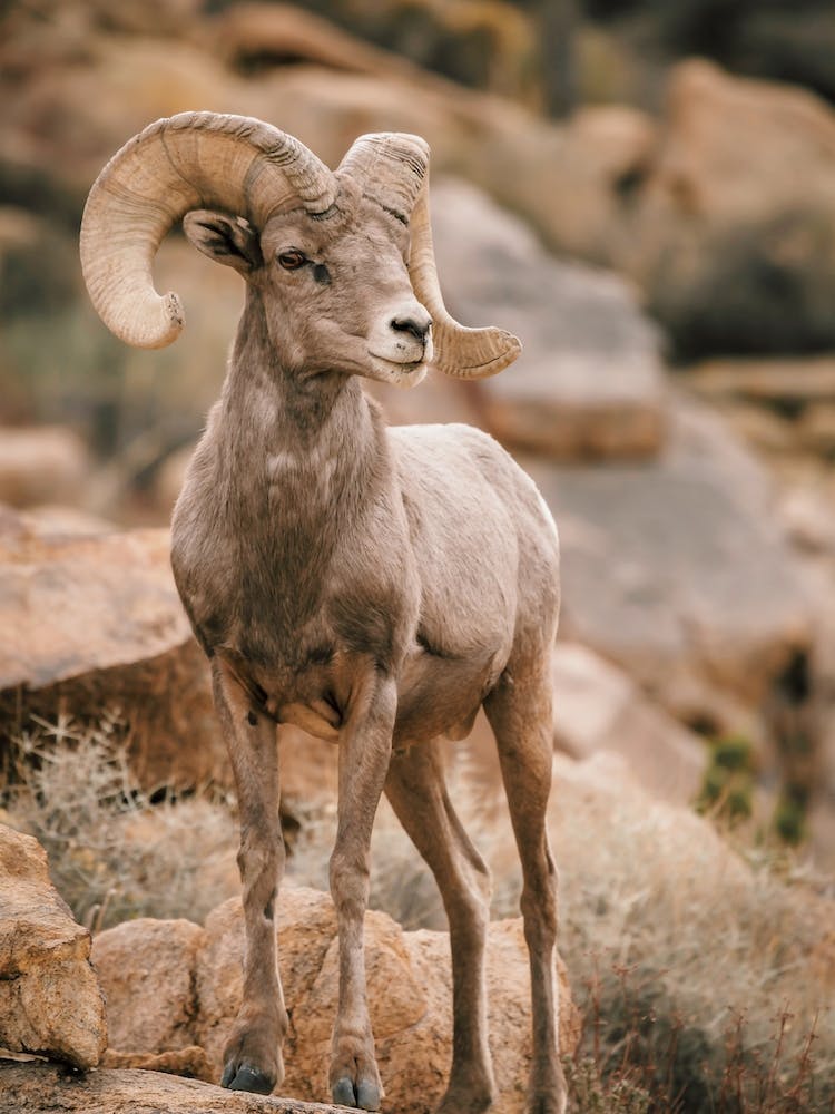 Mouton Bighorn du Désert 1
