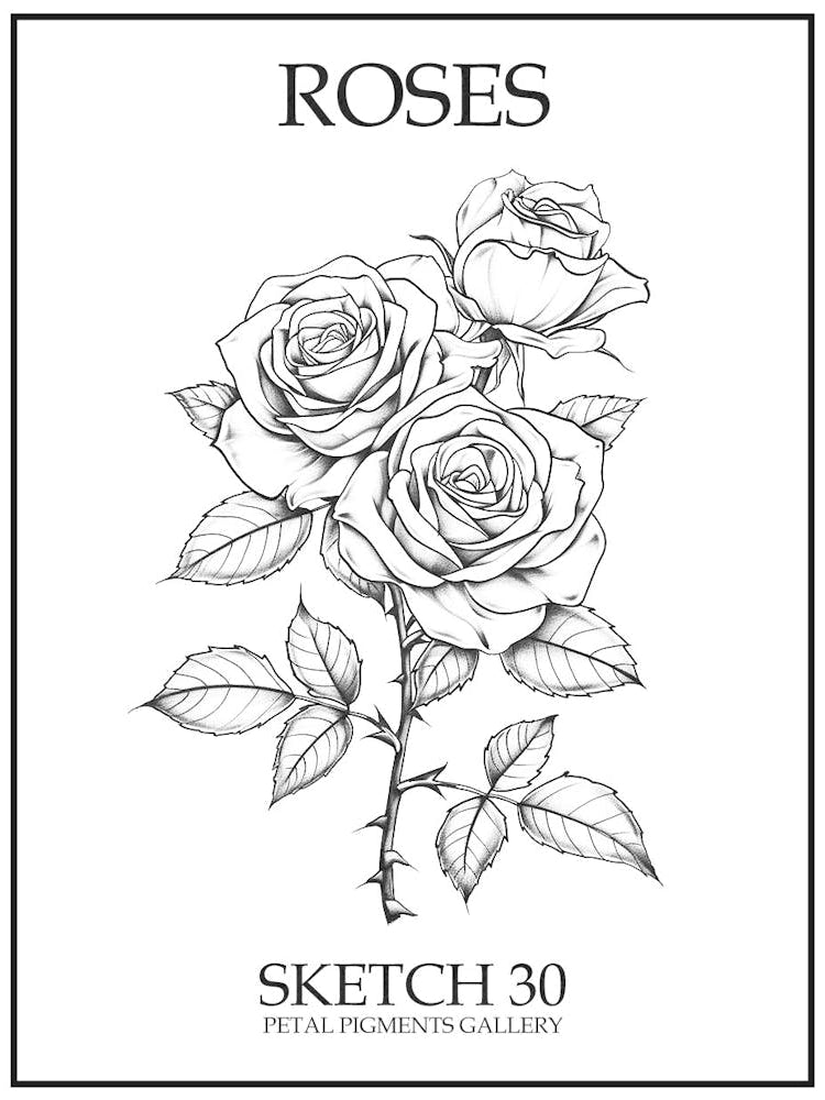 Roses Sketch 30 Poster