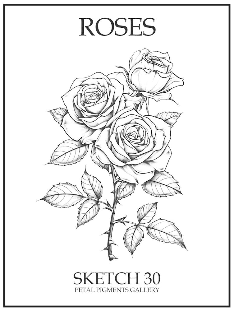 Roses Sketch 30 Poster