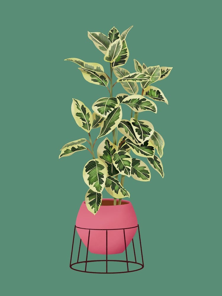 Ficus Variegated On Green