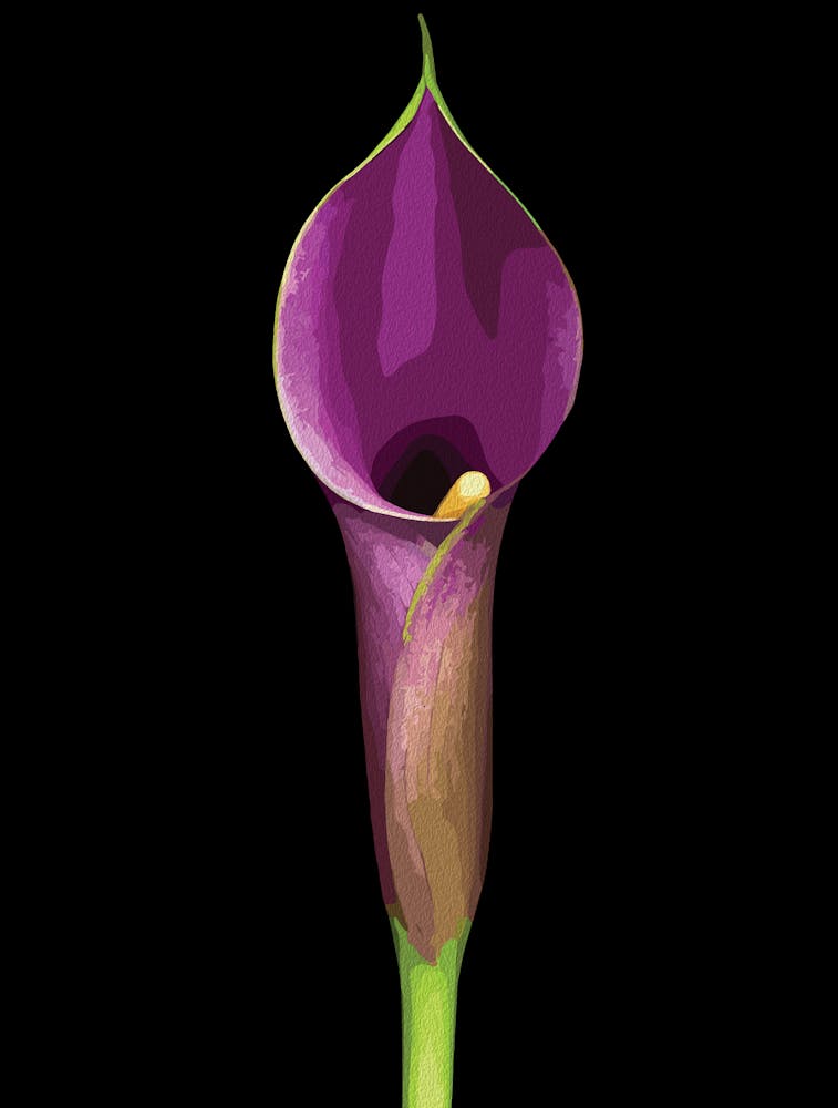 Elegant Purple Calla Lily Illustration