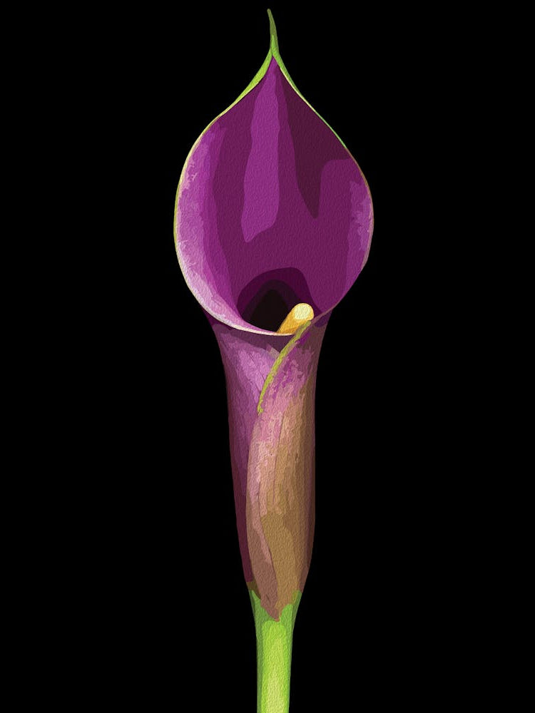 Elegant Purple Calla Lily Illustration