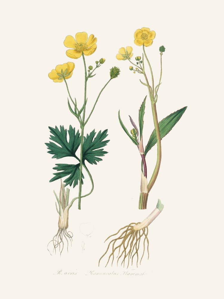 Vintage Botanical John Stephenson and James Morss Churchill_2731676