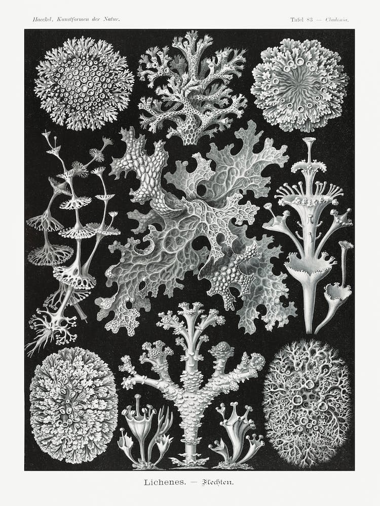 Lichenes–Flechten, Ernst Haeckel