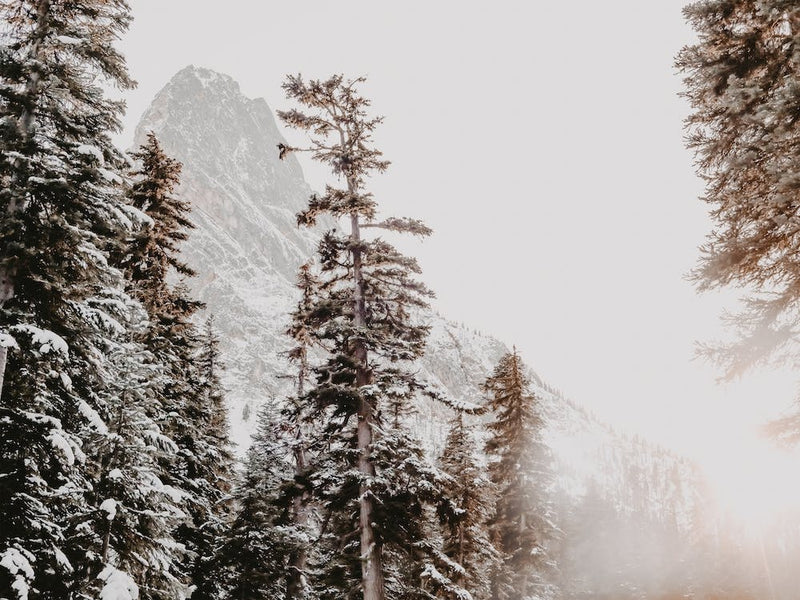 Snow Covered Pines
