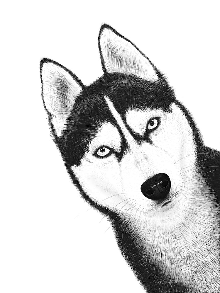 Black Husky