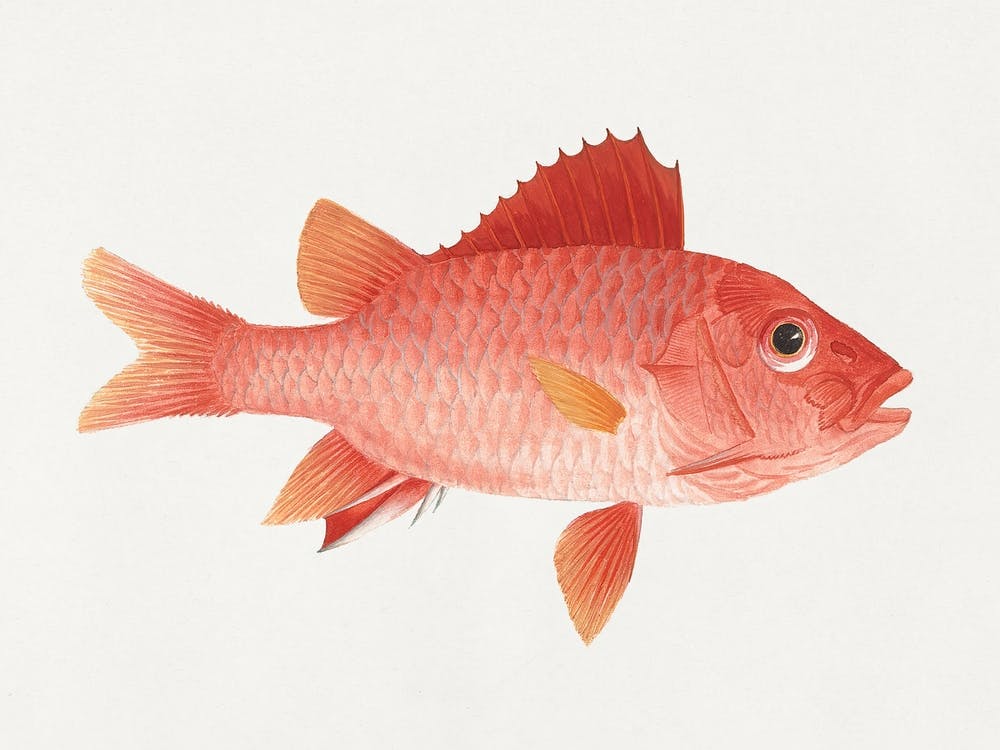 Unidentified Fish, Luigi Balugan