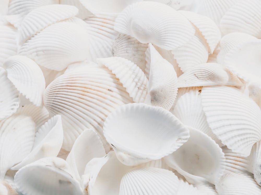 White Sea Shells