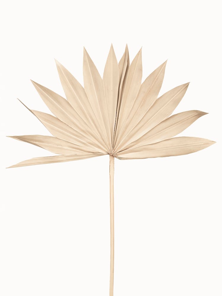 Palm Leaf 1