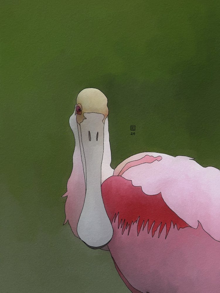 Roseate Spoonbill