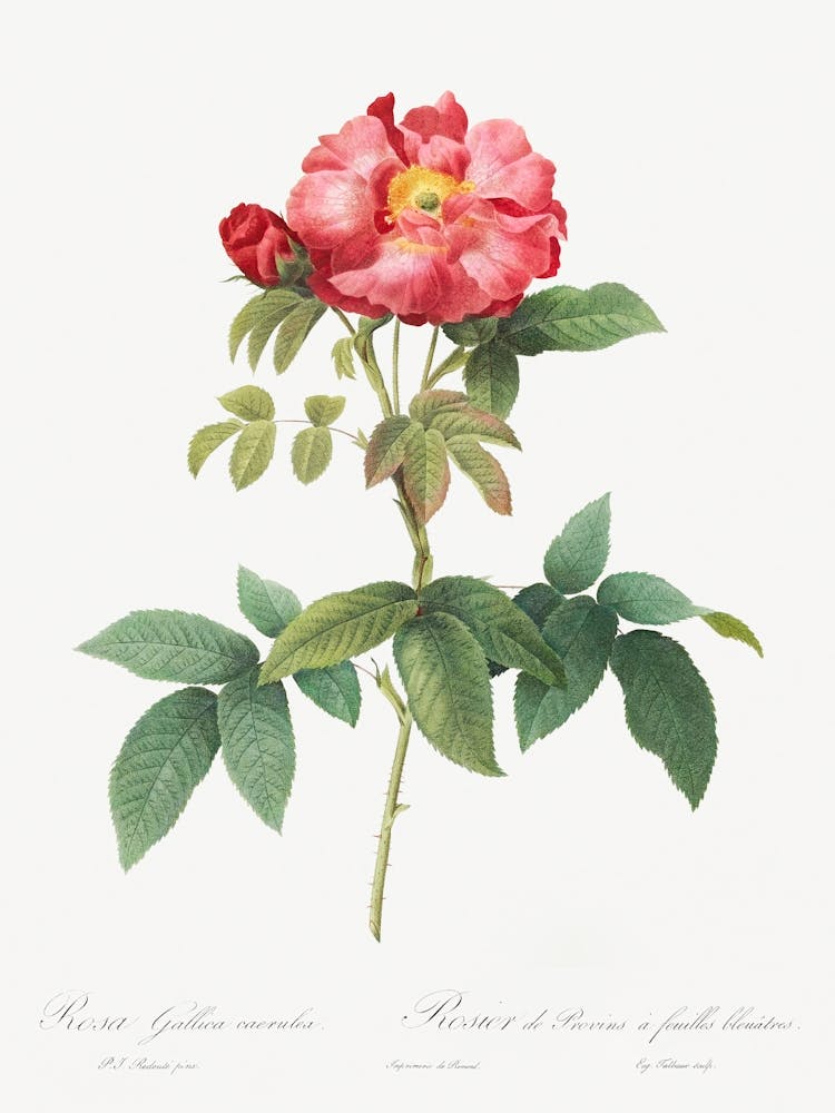 Bluish Leaved Provins Rose, Pierre Joseph Redoute
