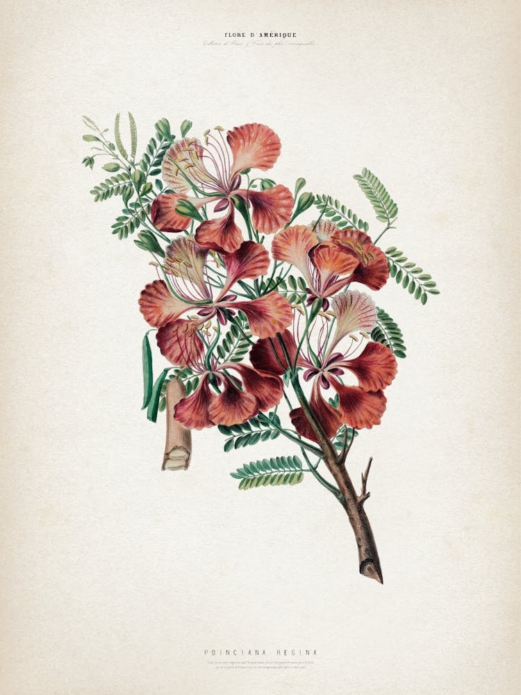 Vintage Denisse 2 Poinciana Regina