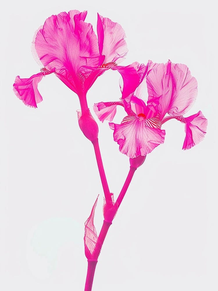 Hot Pink Iris 1