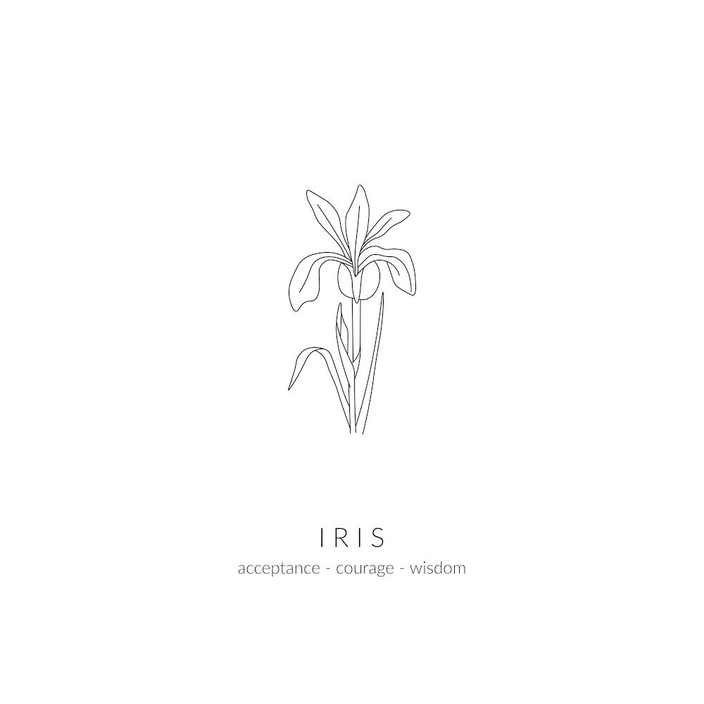 Iris Birth Flower Square