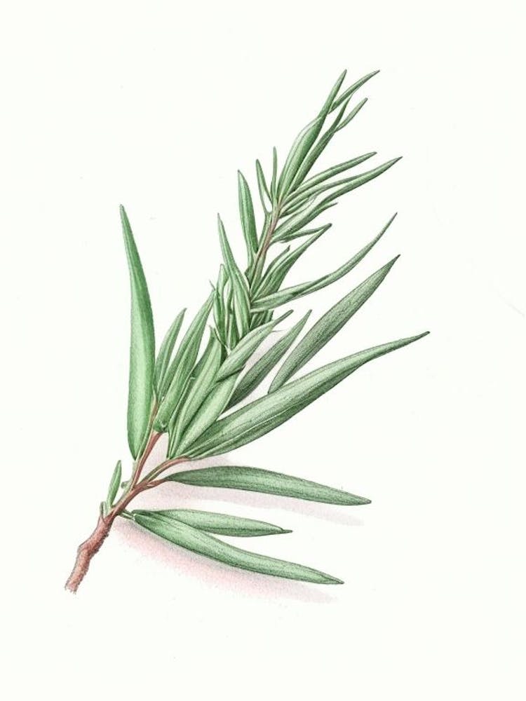Tarragon Herb Pencil Colour