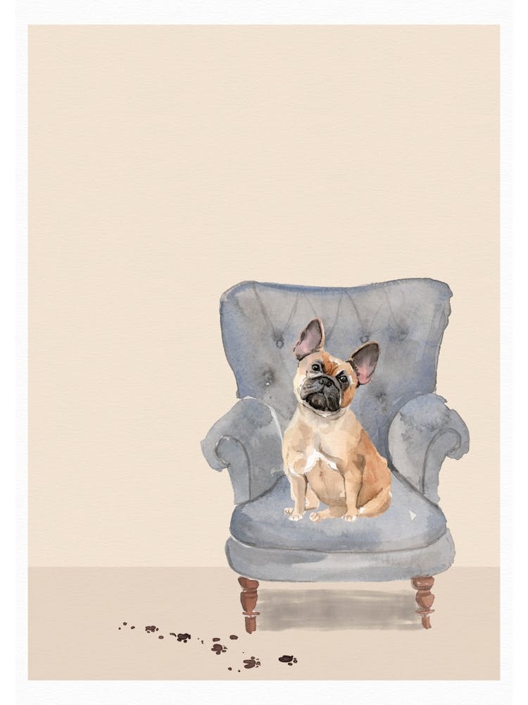 Cute Muddy Frenchie On Chair