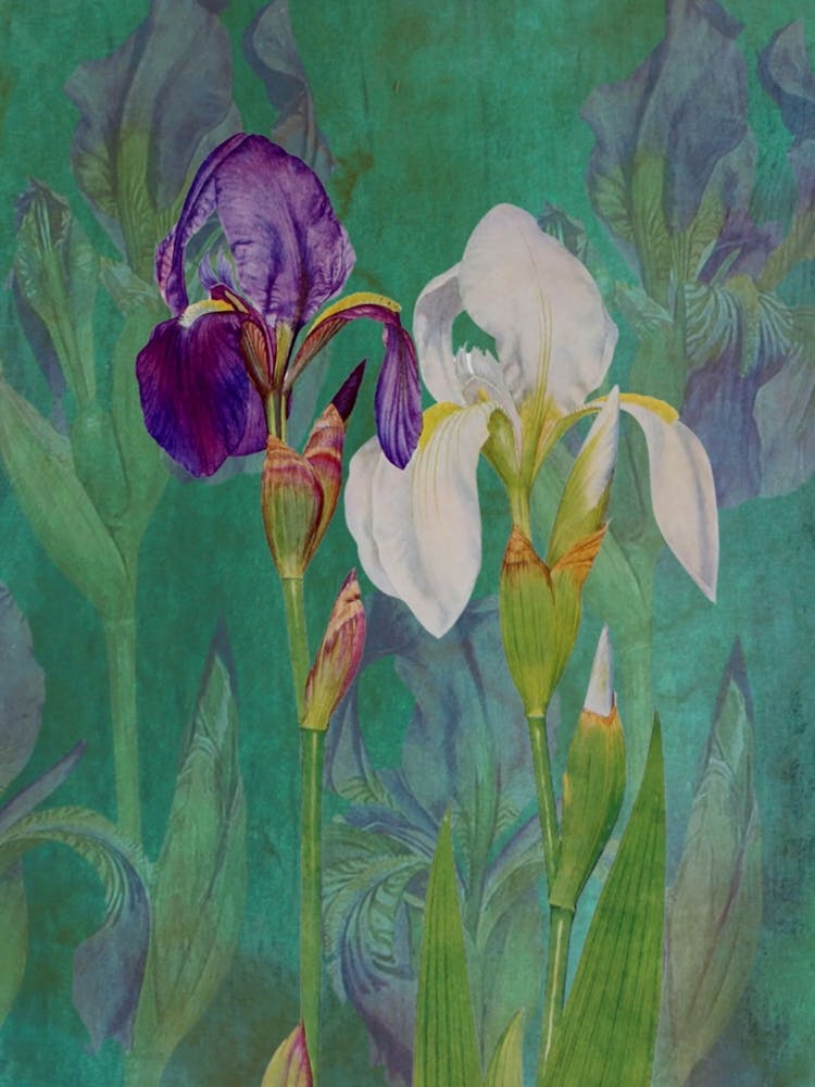 Iris Painting