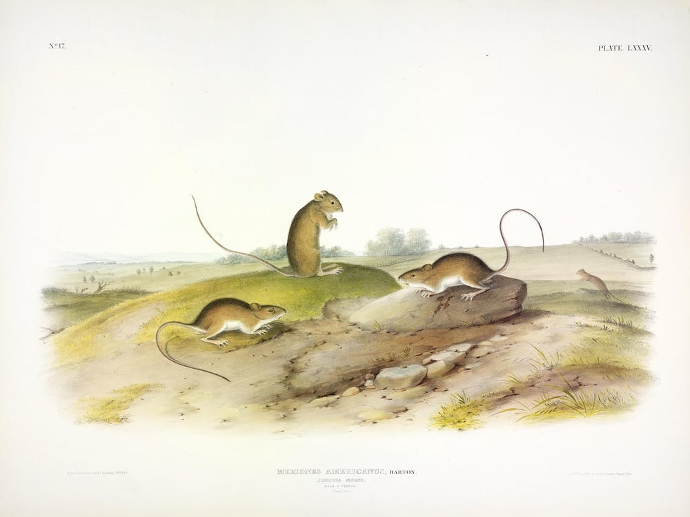Jumping Mouse, John James Audubon