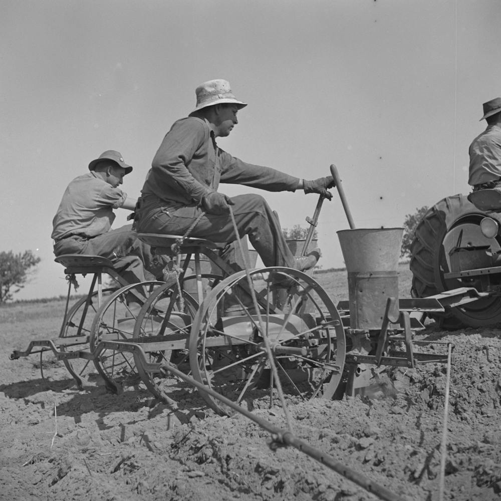 Merced County, California, Planting Peanuts These Are The First Peanuts To Be Planted In California By Russell Lee