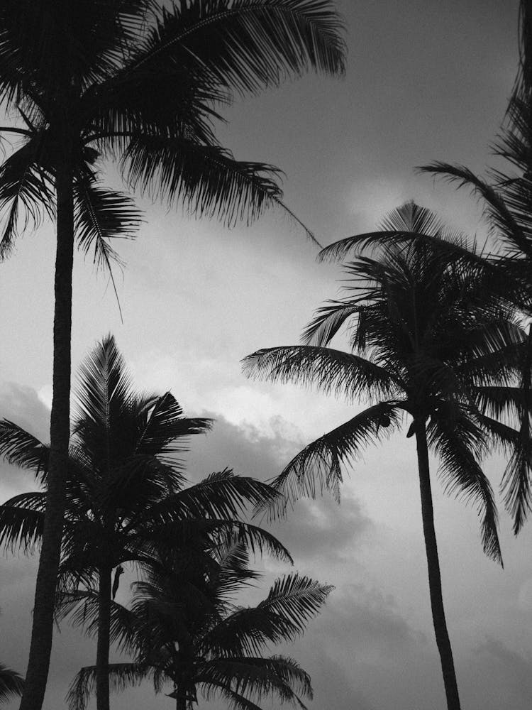 Palm Tree Print 2
