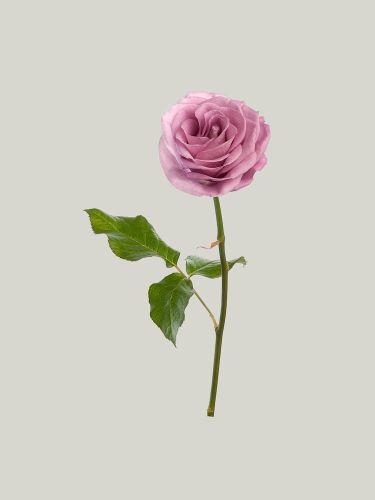 Fliederrose
