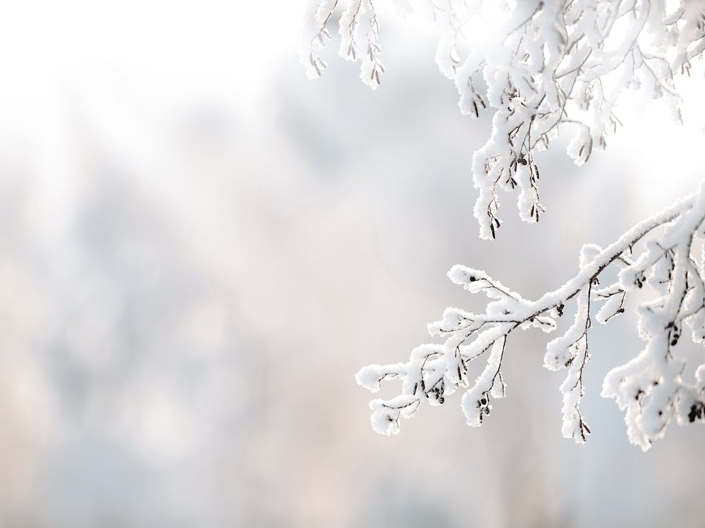 Snow Covered Branch