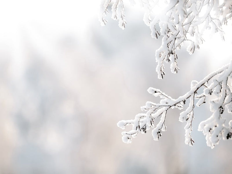Snow Covered Branch