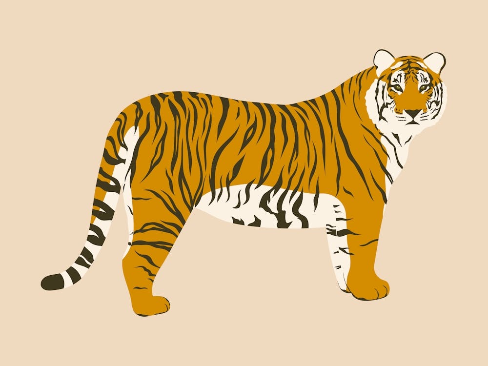 Tiger - Beige
