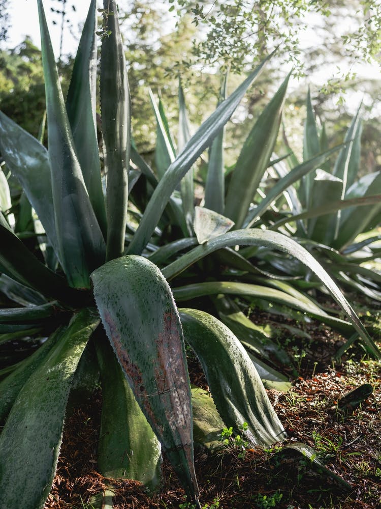 Monserrate Palace Gardens Aloe Majesty