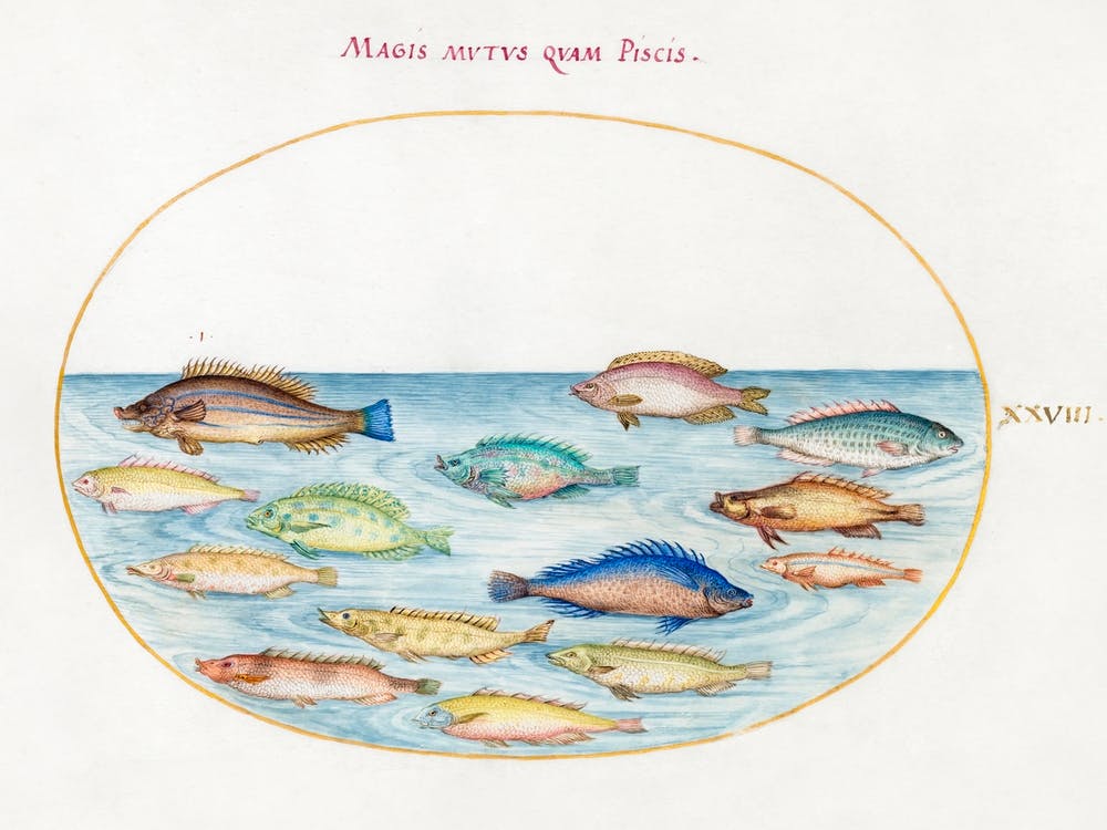 Sea Bream And Other Fish (1575–1580), Joris Hoefnagel