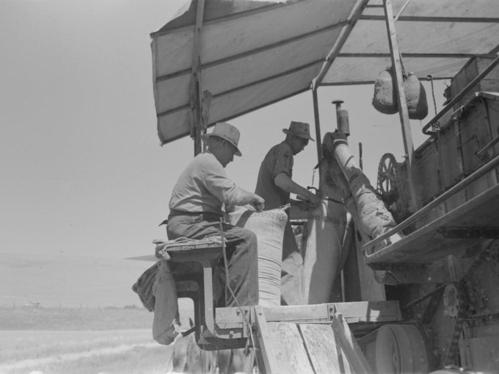 Walla Walla County, Washington, Men On The Combine In A Wheat Field, The Man In The Foreground Is Sewing Up Th