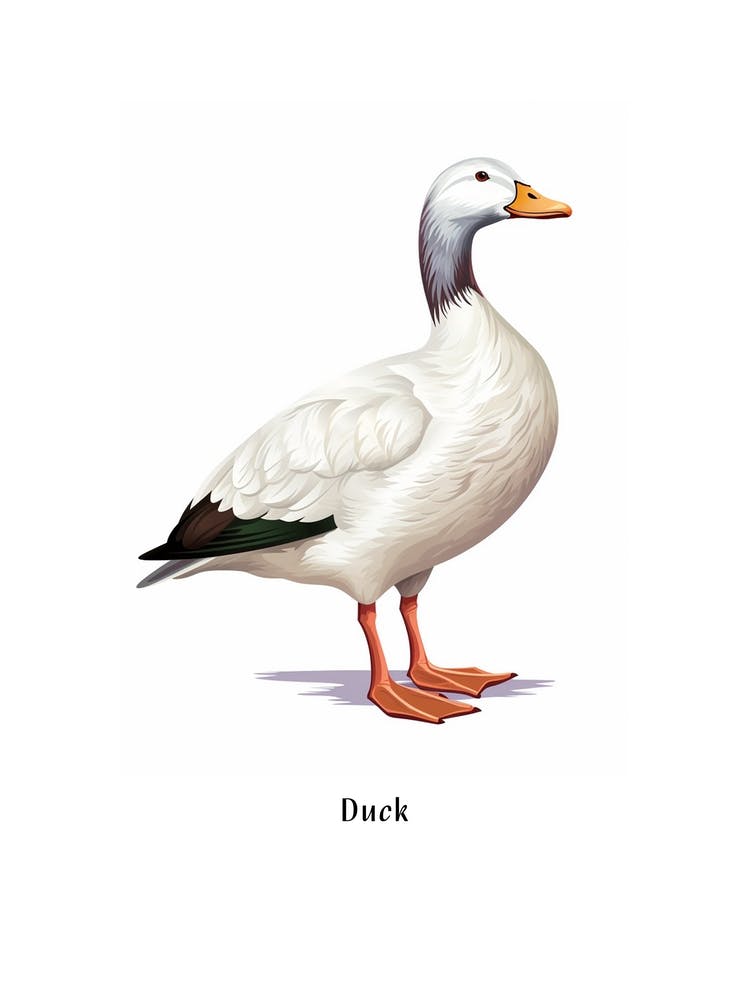 Duck Kids Animal Poster