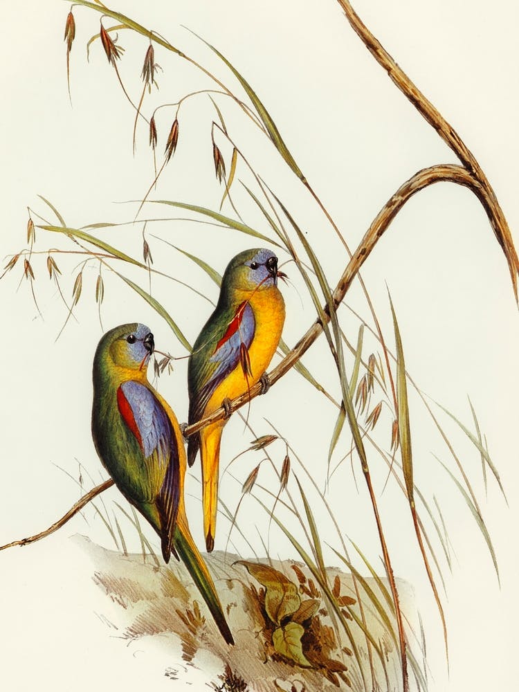 Two Parrots Perched On A Branch by Elizabeth Gould