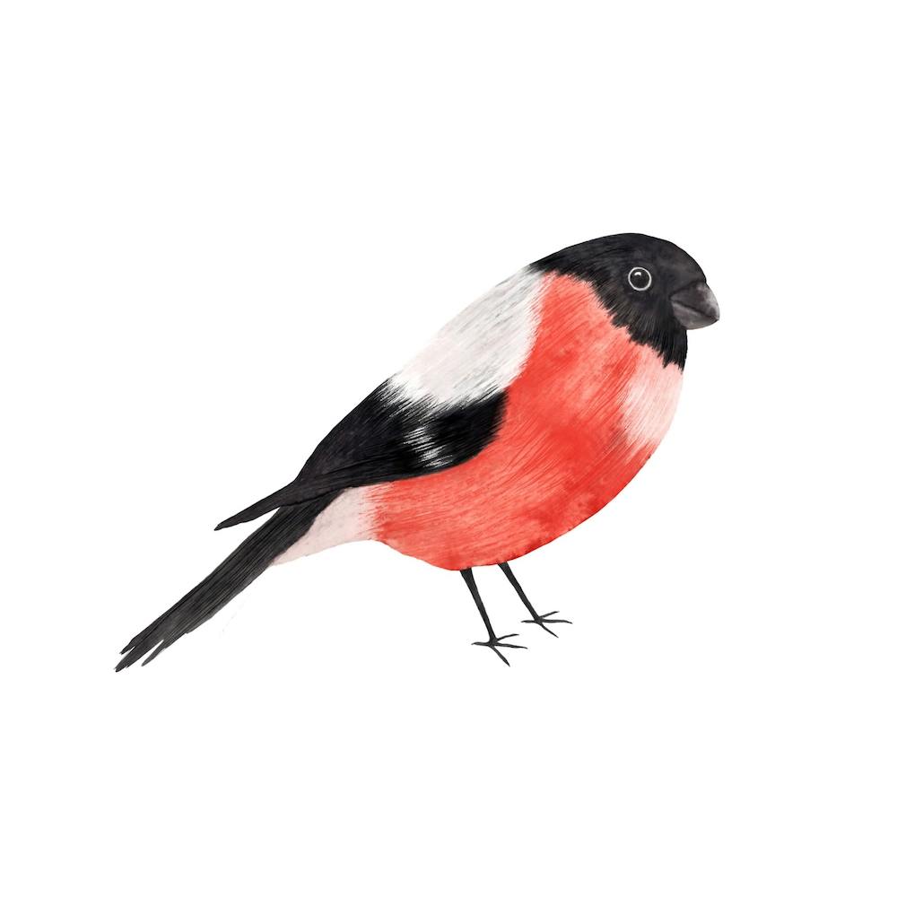 Bullfinch Square