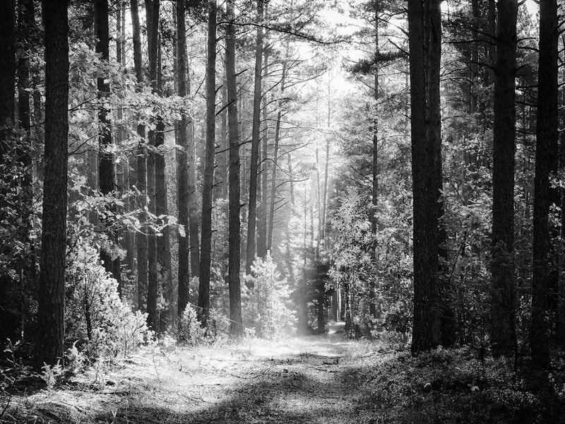 Black And White Forest Path