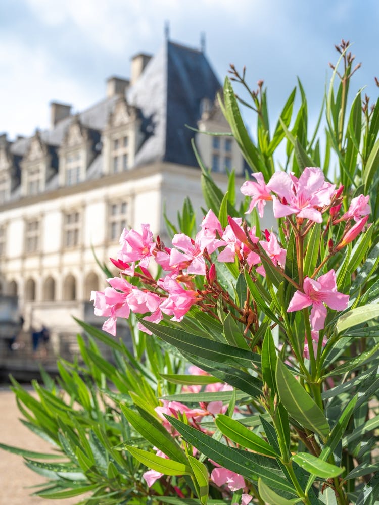 Pink oleander flowers at Chateaux de Villandry a castle in France - summer travel photography by Christa Stroo Photography