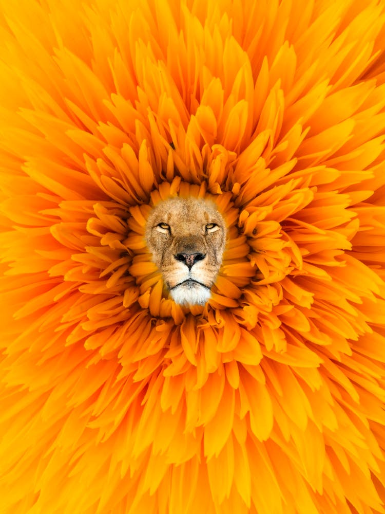 Lion In A Sunflower