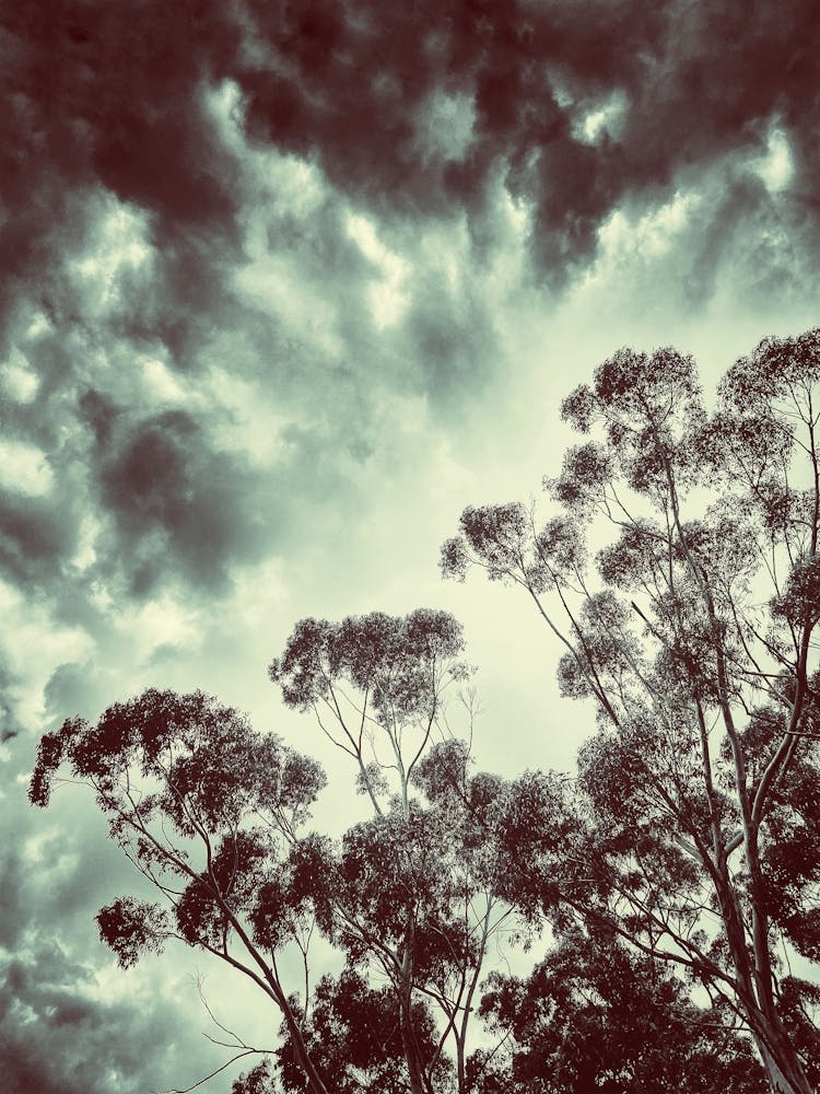 Stormy Sky With Trees