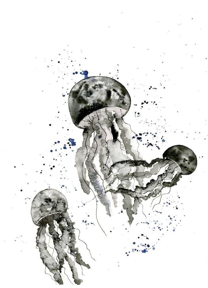 Jellyfish