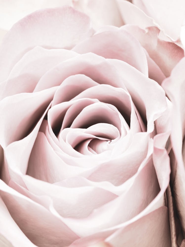 Pink Rose Vintage_2066828